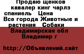 Продаю щенков кавалер кинг чарлз спаниель › Цена ­ 40 000 - Все города Животные и растения » Собаки   . Владимирская обл.,Владимир г.